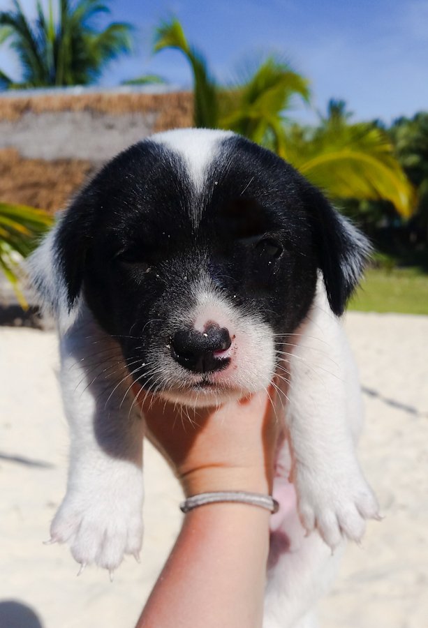 puppy Siargao