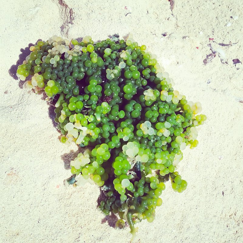 sea grapes green caviar