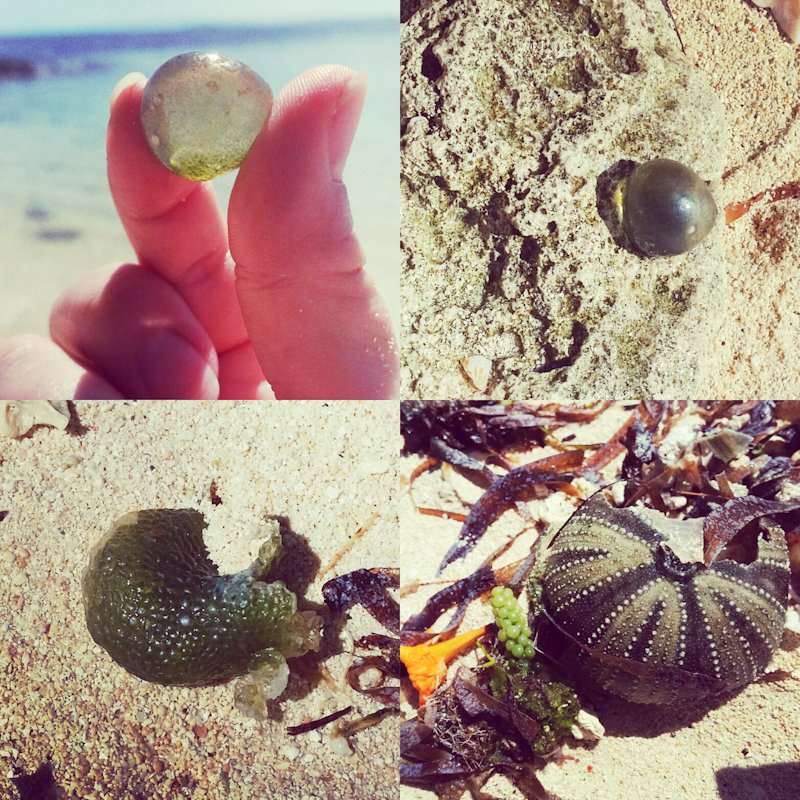 beach finds green caviar